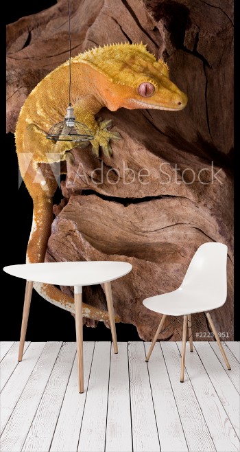 Picture of Crested gecko climbing